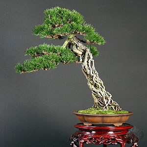 Japanese black pine bonsai