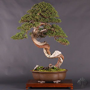 Shimpaku Juniper by Boon