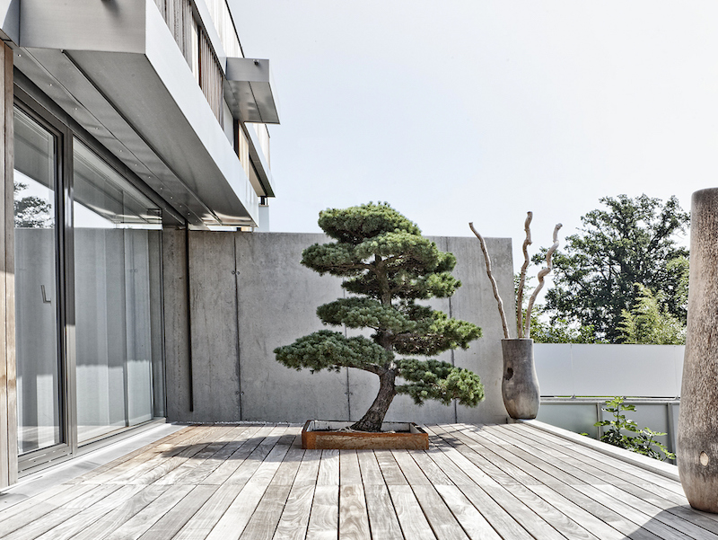 Garden Bonsai tree