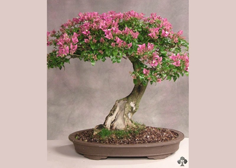 Bougainvillea bonsai 