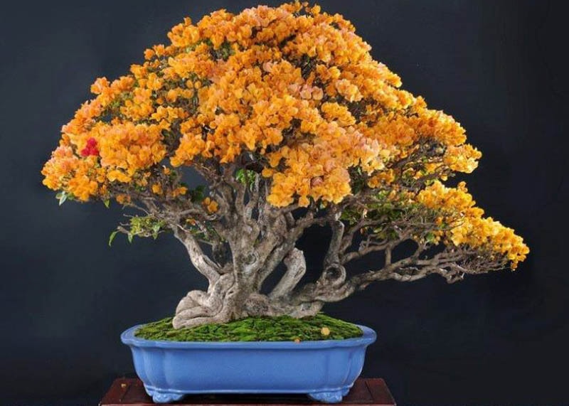 Orange flowers on this Bougainvillea 