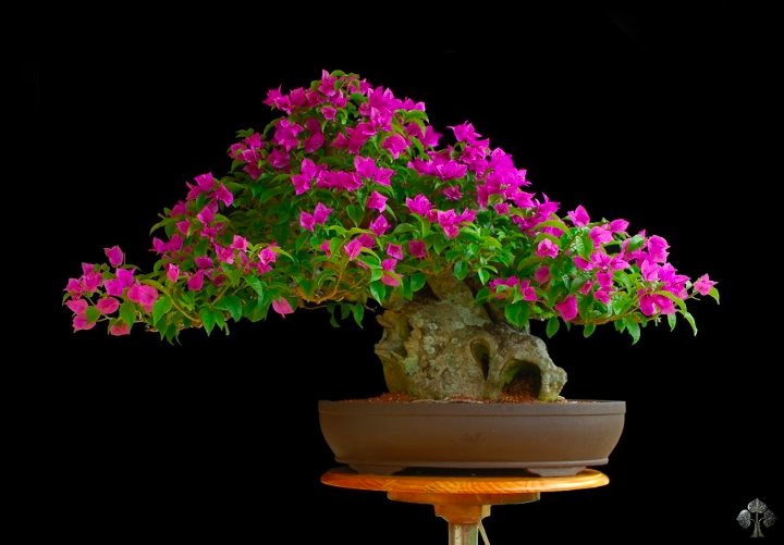 Bougainvillea glabra Bonsai