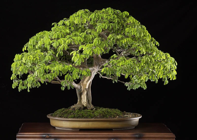 Brazilian rain tree bonsai tree 