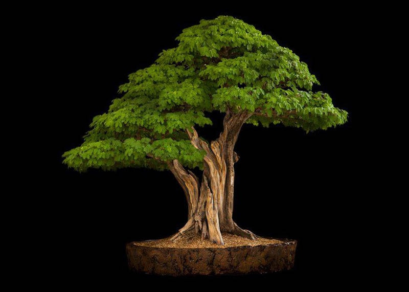 Brazilian rain tree 