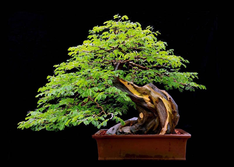 Pithecellobium bonsai 