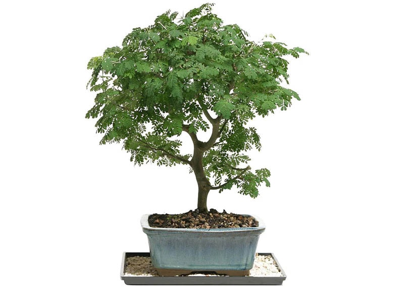 Brazilian rain tree bonsai 