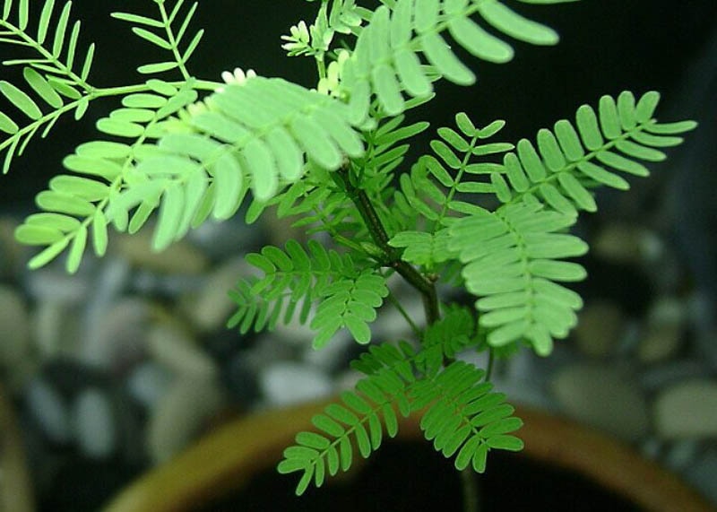 Leaves of the Brazilian rain tree 