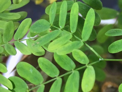 Brazilian rain tree Chloroleucon or Pithecellobium