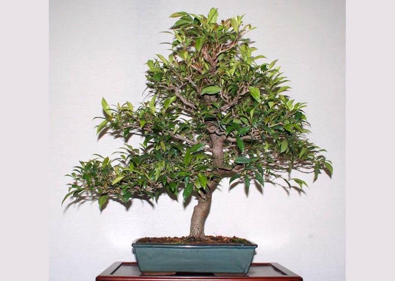 Brush cherry bonsai tree 