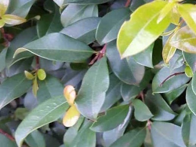 Brush cherry Eugenia myrtifolia or Syzygium australe