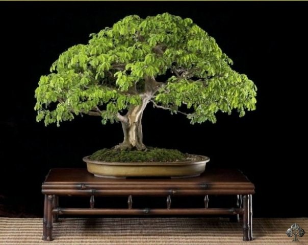 Brazilian rain tree