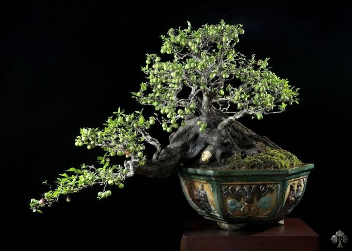 Diospyros Montana bonsai