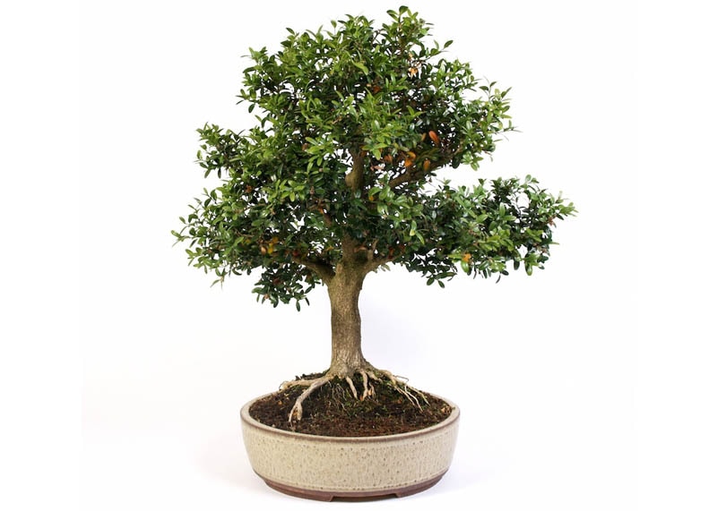 Buxus bonsai tree 