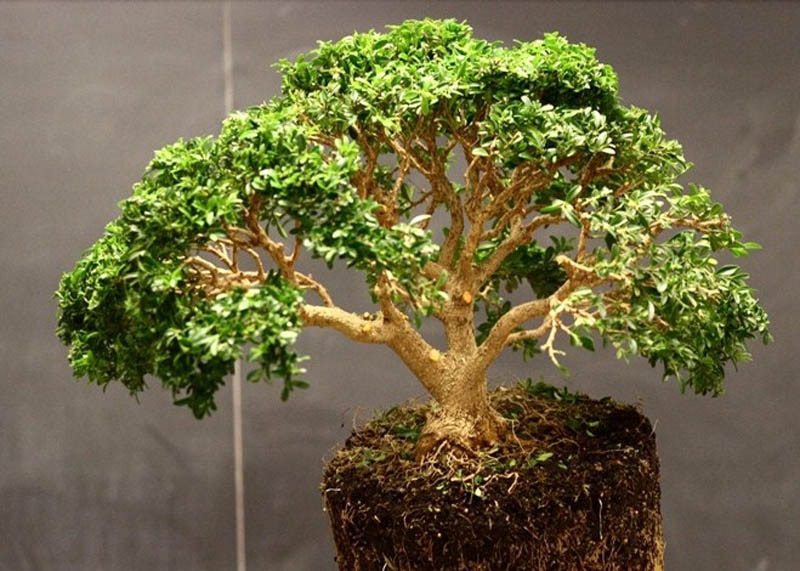 Boxwood bonsai 