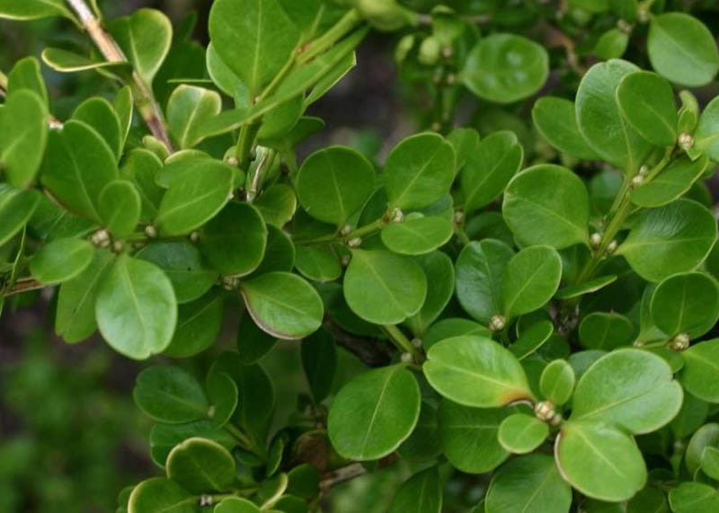 Leaves of the Buxus 