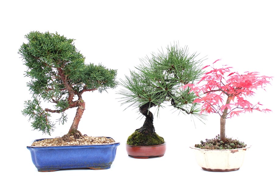 Outdoor bonsai trees