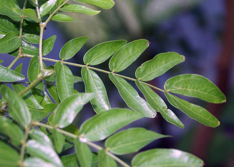 Leaves of the Calliandra 