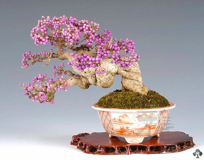 Callicarpa Japonica Bonsai