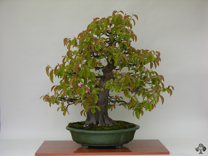 Carlos-Lazaro-Diez bonsai tree