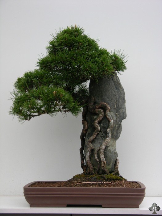 Pine bonsai