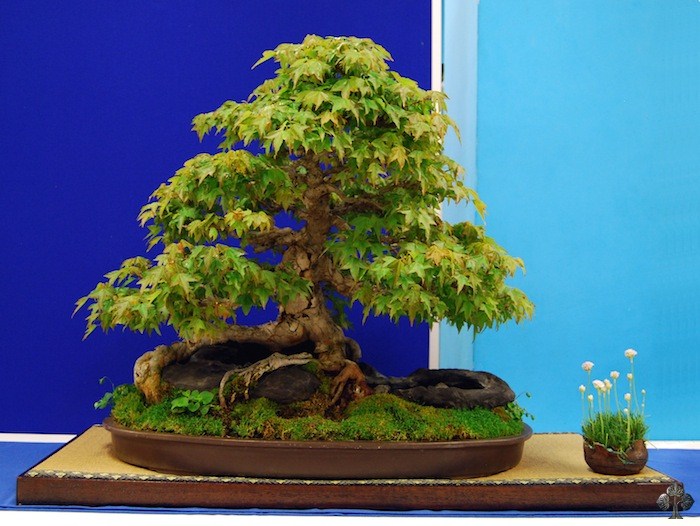 Acer buergerianum