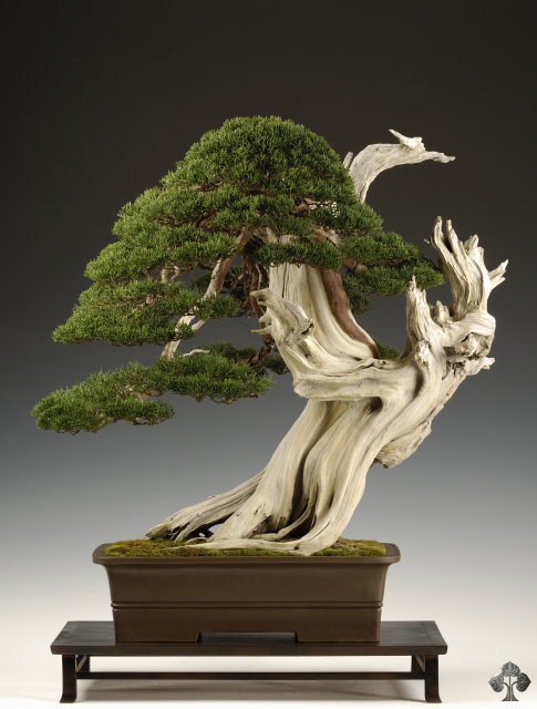 Juniperus bonsai by Carlos van der Vaart