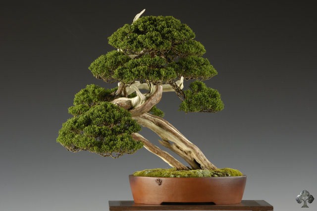 Juniper bonsai tree