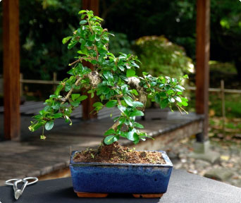 Fukien tea