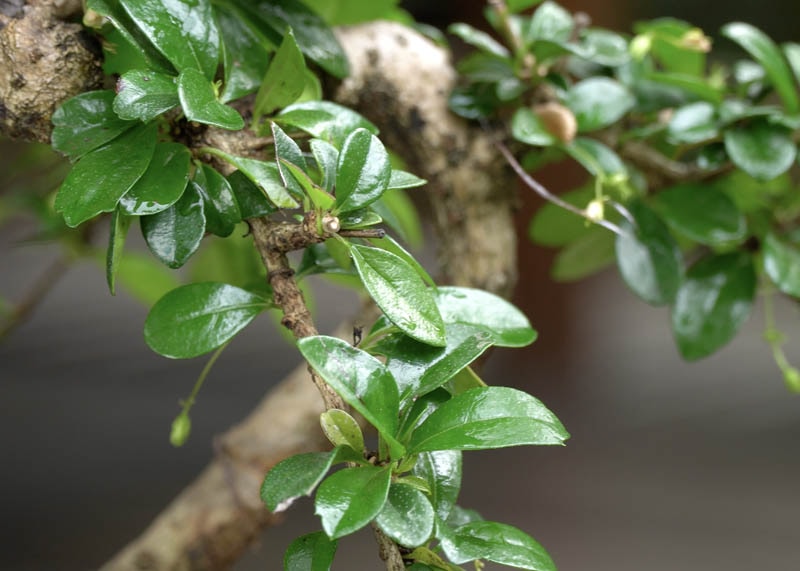 Leaves of the Carmona 