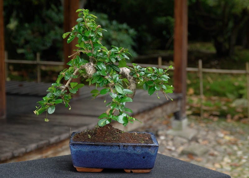 Fukien tea bonsai 