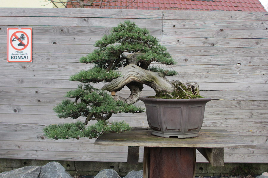 Cascade Bonsai