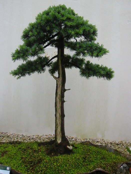 Cedrus, Cedar Bonsai tree