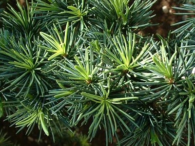 Cedar Cedrus