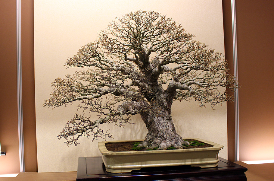 Celtis sinensis, Chinese hackberry Bonsai