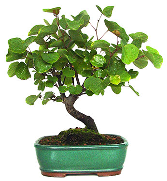 Example of a Judas tree Bonsai