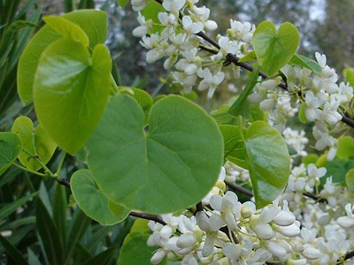 Judas tree Cercis