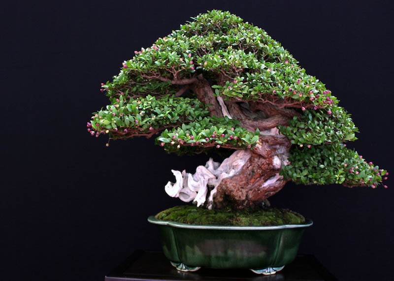 Cerejeira bonsai tree 