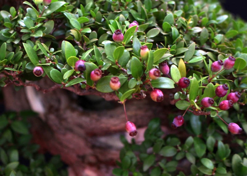 Leaves of the Cerejeira 