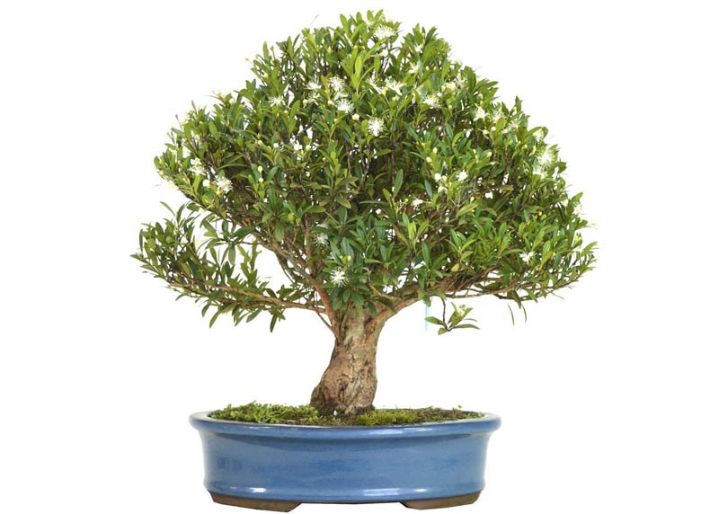 Cerejeira bonsai 