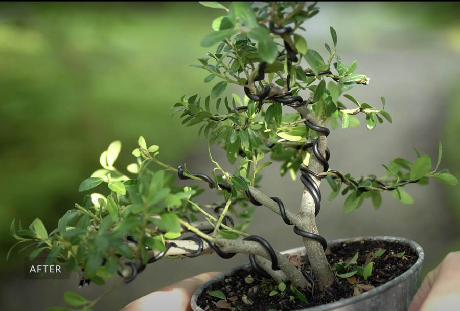 Cheap Bonsai trees