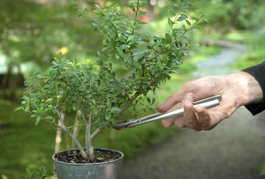 Low budget Bonsai trees