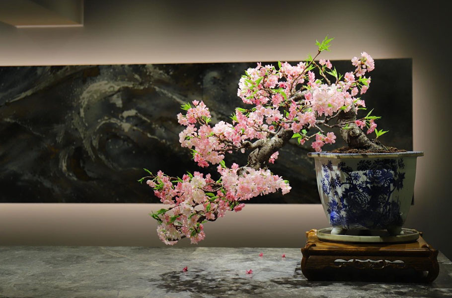 Bonsai Cherry at the end of blooming