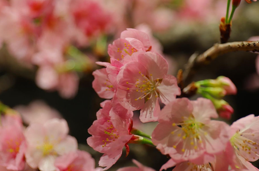 Cherry blossom flowers