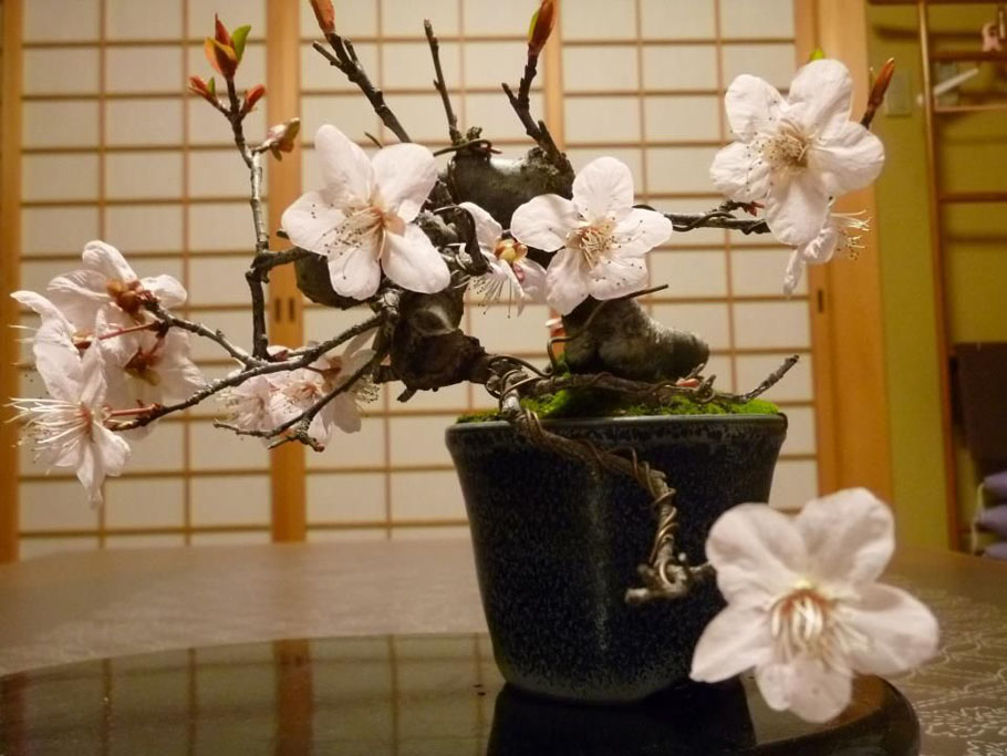 cherry Bonsai by Makoto Tsuji