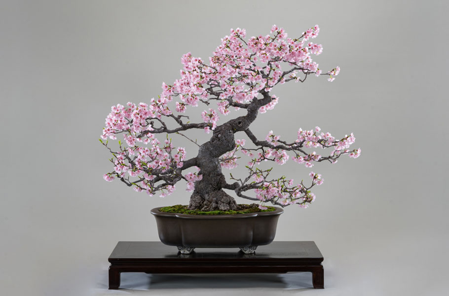 Cherry blossom bonsai