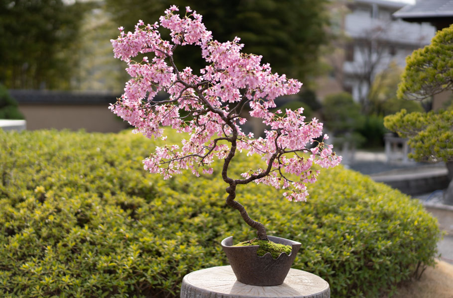 Cherry Bonsai starting to bloom