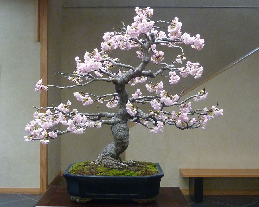 Cherry blossom bonsai