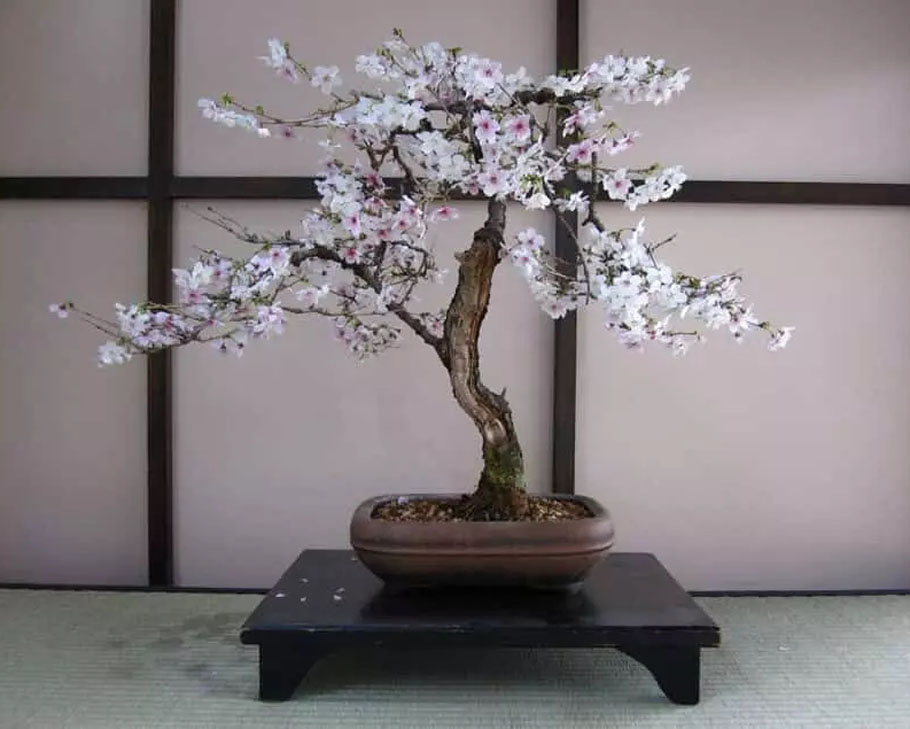 Cherry Bonsai tree