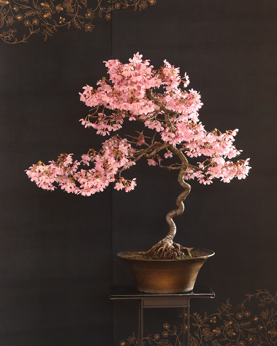 Sakura Bonsai