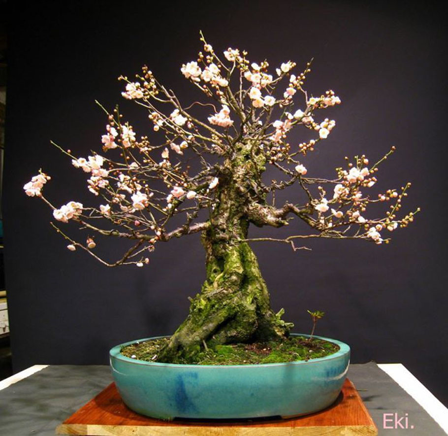 Old Bonsai Cherry tree